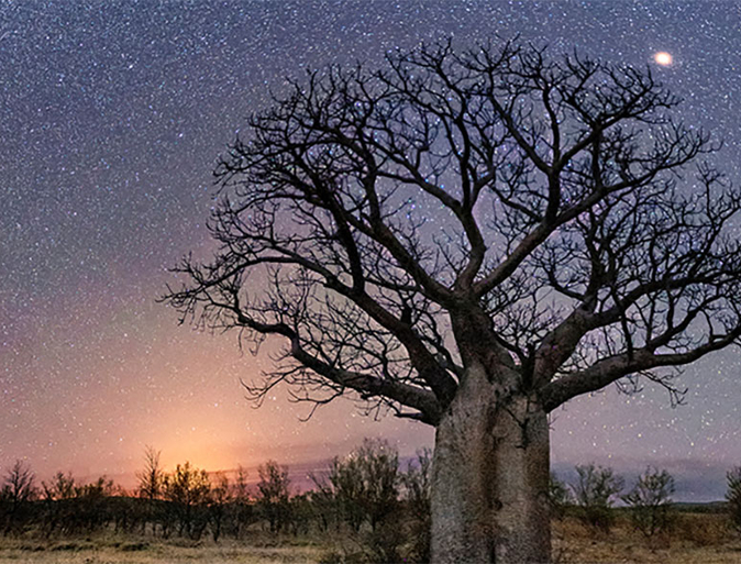 Boab tree at dusk in the Kimberleys